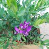 Polygala myrtifolia